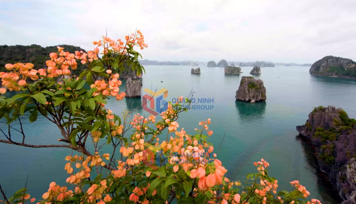 Cây bông mộc và các loại thực vật đặc hữu giá trị, có hoa đẹp sẽ được trồng nhằm tăng giá trị cảnh quan ở các điểm đến.
