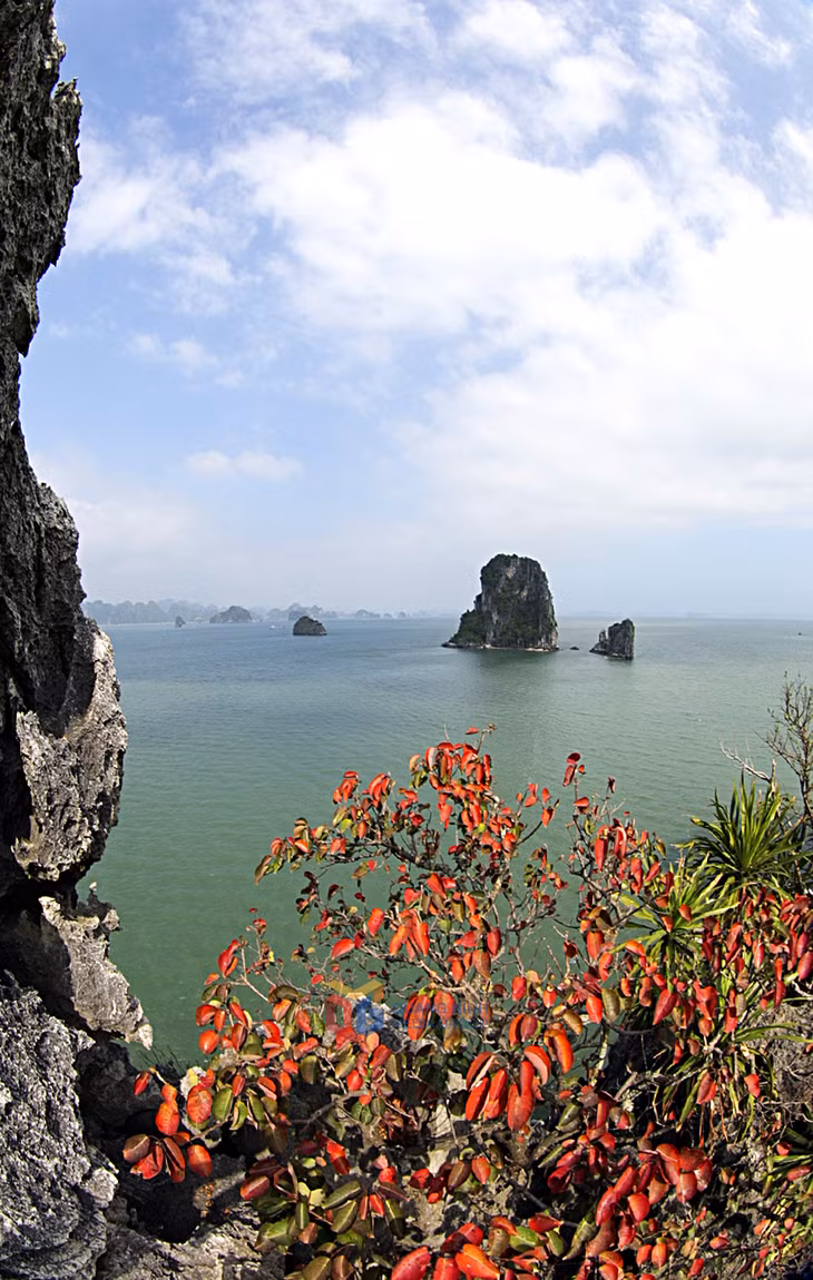 Vịnh Hạ Long đẹp hơn nhờ sắc đỏ