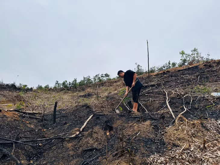 Anh Hoàng Ngọc Thanh, Bí thư Chi bộ, Trưởng thôn Khe Loọng Ngoài, xã Thanh Sơn, huyện Ba Chẽ trồng cây giổi.