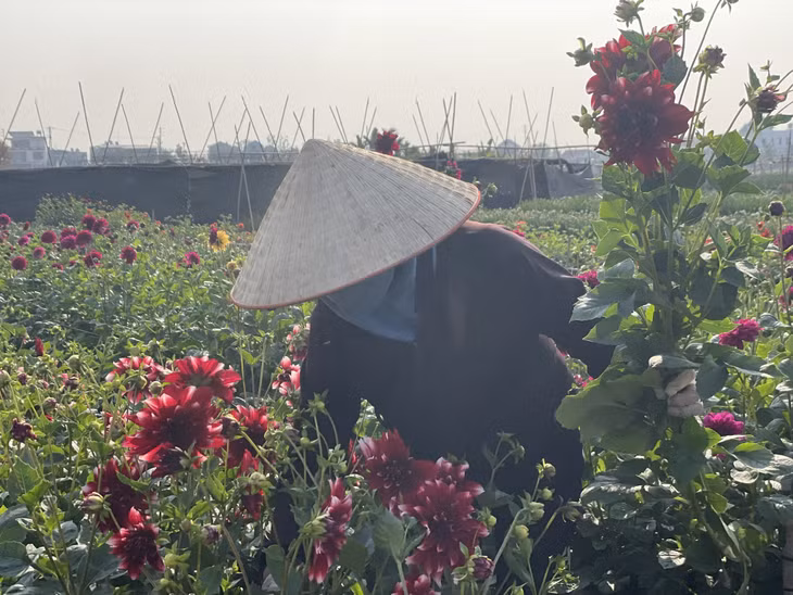 Người dân xã Tiền An (TX Quảng Yên) phát triển nghề trồng hoa nâng cao thu nhập.
