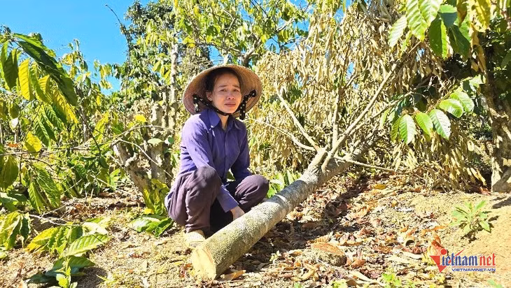 Chị Thanh bên vườn cây hơn 10 năm tuổi đang trong giai đoạn thu hoạch bị kẻ gian phá hoại. Ảnh: Trần Hoàn