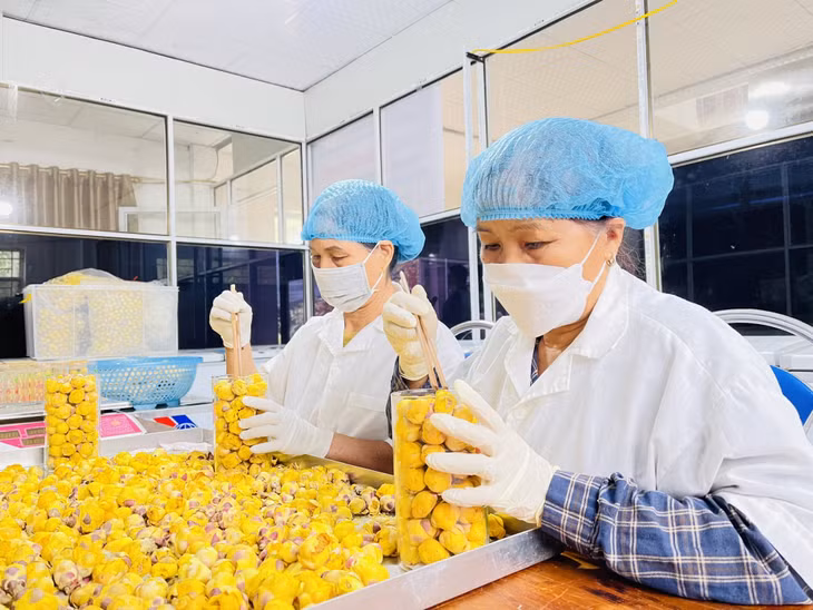 Hoạt động chế biến, sản xuất trà hoa vàng Ba Chẽ.