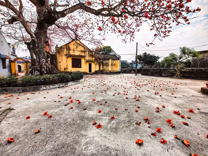 Hoa gạo có màu cam đỏ, cánh dày. Khi gió thổi qua, hoa rụng tạo nên "thảm đỏ" ấn tượng. Ảnh: Nguyễn Trọng Cung