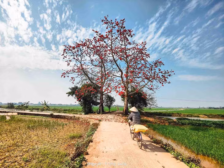 Khung cảnh yên ả của làng quê Thái Bình mùa hoa gạo nở. Ảnh: Nguyễn Trọng Cung