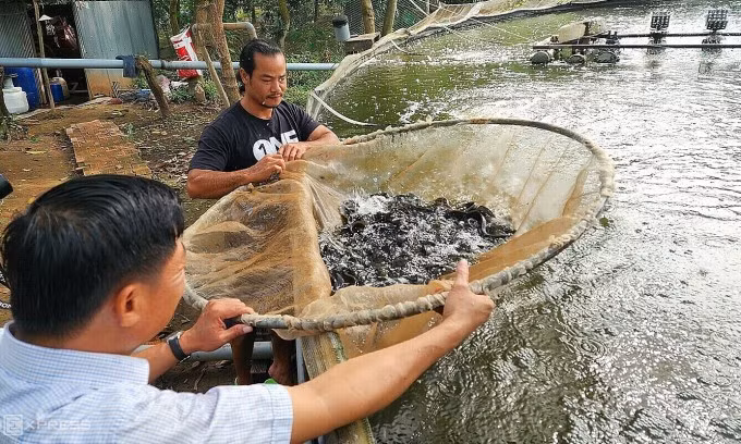 Mỗi bể nuôi cá của ông Tâm dung tích khoảng 800 m3. Ảnh: Ngọc Tài