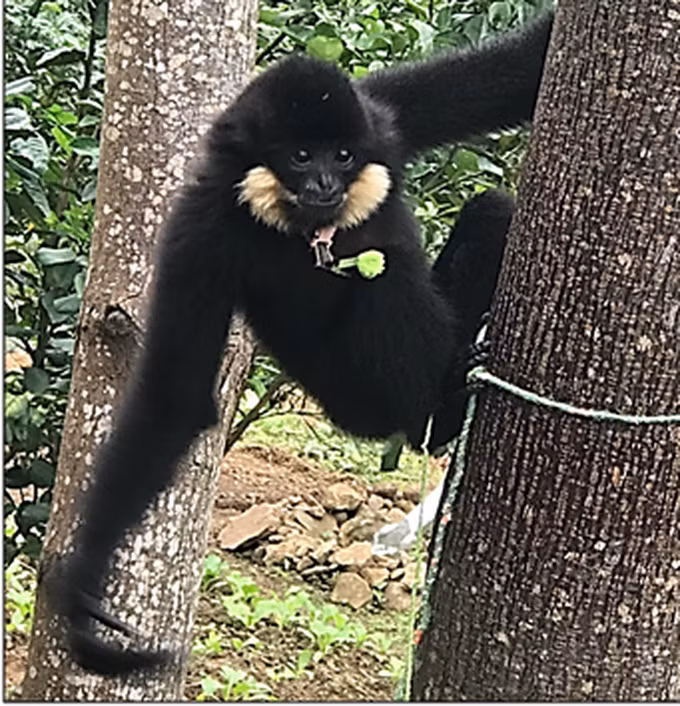 Cá thể Vượn đen má hung phát hiện tại Đà Nẵng (Ảnh: Kiểm lâm).
