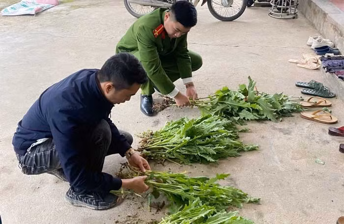 Lực lượng công an tiến hành kiểm đếm, thu giữ cây thuốc phiện.