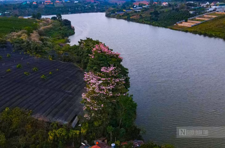 Hoa kèn hồng khoe sắc bên hồ Nam Phương ảnh 9