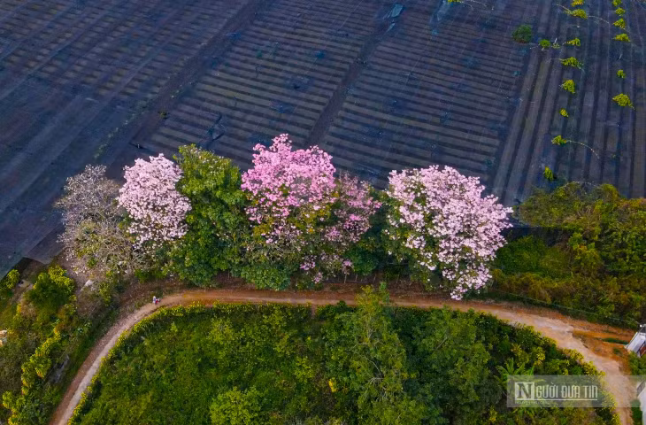 Hoa kèn hồng vẫn còn được gọi với cái tên chuông hồng, hồng phấn... Với hình dáng giống như một chiếc kèn cùng với đó là sắc hồng rực rỡ cho nên nó được gọi tên là cây kèn hồng. Hoa nở rộ, nhuộm hồng nhiều con đường ở phố núi Bảo Lộc.