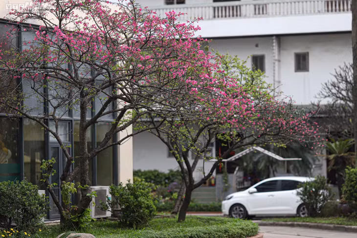 Ngắm hoa anh đào Nhật Bản khoe sắc ở Hà Nội ảnh 2