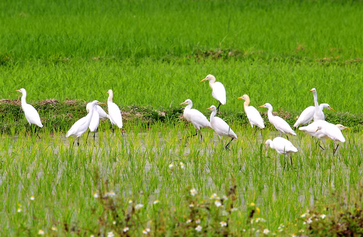 Trên đồng.