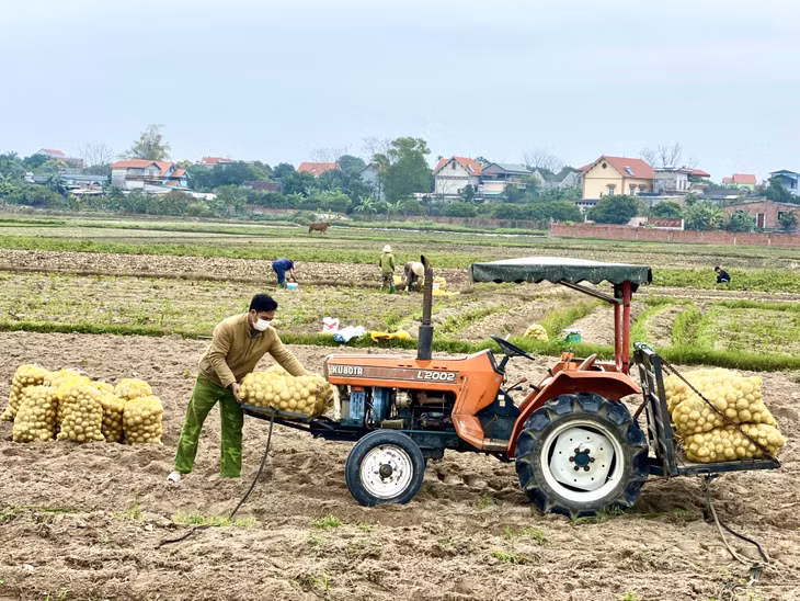 Người dân thôn Bắc Mã, xã Bình Dương thu hoạch khoai tây.
