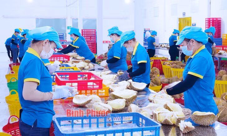 Công nhân Công ty TNHH Minh Hàng, xã Đức Liễu, huyện Bù Đăng phân loại và xử lý sầu riêng trước khi cấp đông để xuất khẩu sang thị trường Trung Quốc
