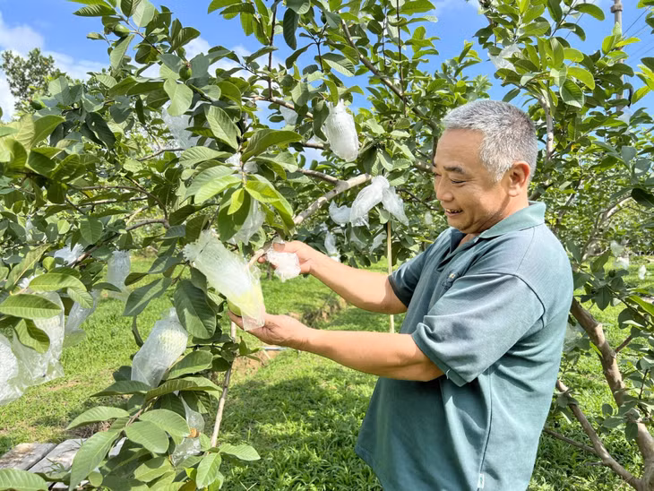 Mô hình trồng cây ổi lai lê theo tiêu chuẩn VietGAP của hộ ông Phạm Văn Hảo (thôn Thượng Thông, xã Hồng Thái Đông) cho hiệu quả kinh tế cao.