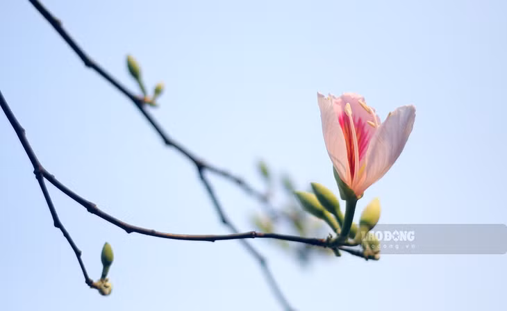 Cứ vào dịp cuối tháng 2, đầu tháng 3, khi những đợt gió lào bắt đầu xuất hiện cũng là thời điểm những bông hoa Ban đầu tiên bắt đầu nở.