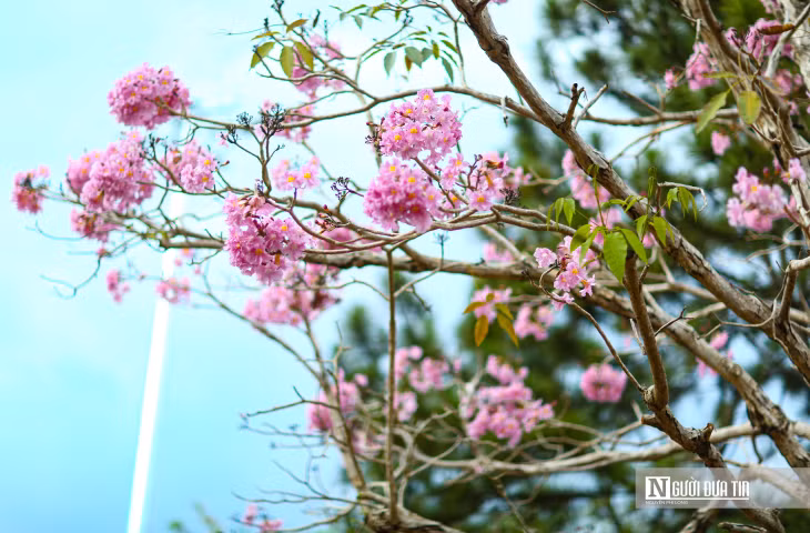 Tại Việt Nam, loài hoa này hiện đã được trồng nhiều ở một số tỉnh thành khu vực phía Nam. Hoa này được trồng chủ yếu trên các vỉa hè đường phố, công viên, khu vực công cộng… nhằm tạo bóng mát và cảnh quan.