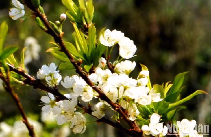 Hoa mận Tam Hoa lung linh trong ánh mặt trời ngày xuân. (Ảnh: QUỐC HỒNG)