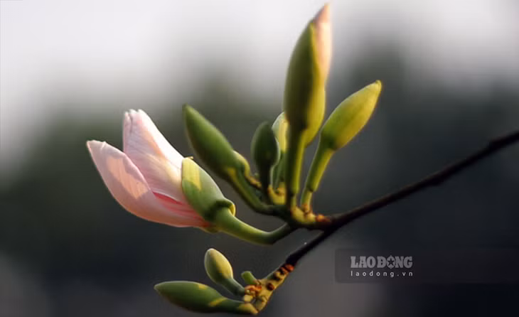 Những nụ Ban e ấp chỉ đợi sự xuất hiện của những đợt gió Lào là bắt đầu bung nở.