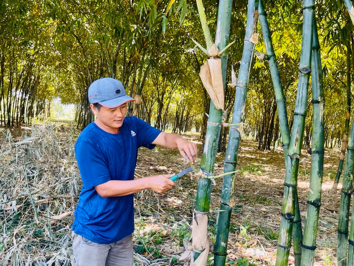 Cắt tỉa cành tre.