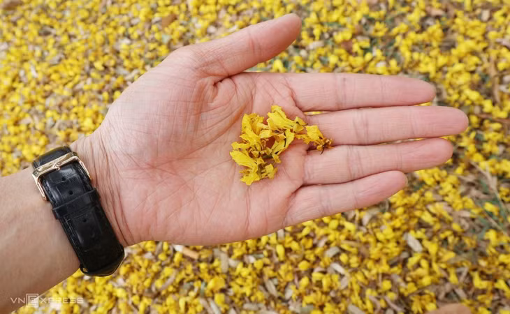 Cánh phượng rụng vàng cả mặt đường. Nhiều nữ sinh lấy vở ép cánh phượng để truyền tay nhau như kí ức của tuổi học trò.