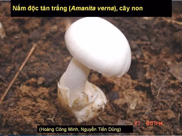 Bo Y te: Tang cuong phong chong ngo doc vi su dung nam doc, cay rung hinh anh 1
