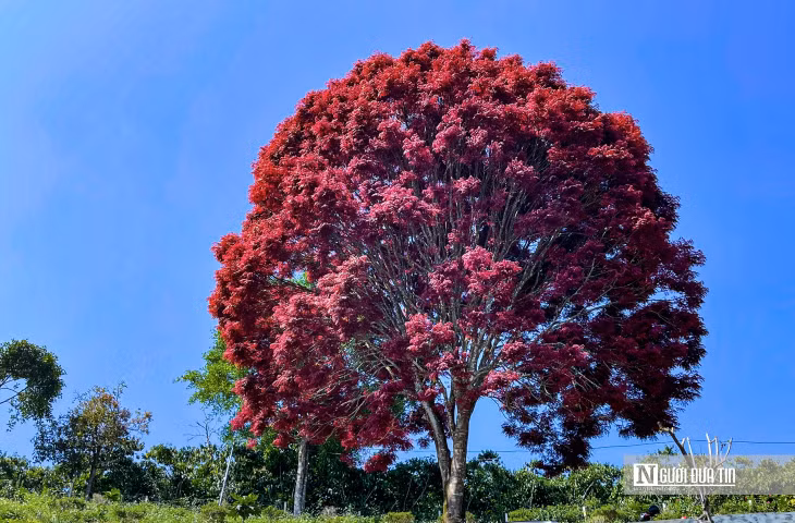 Theo người dân địa phương, cây trâm lá đỏ được mọc riêng lẻ trên đồi cao, cuối tháng 12 âm lịch hàng năm cây đổ lá, thay vào đó một màu lá đỏ huyết.