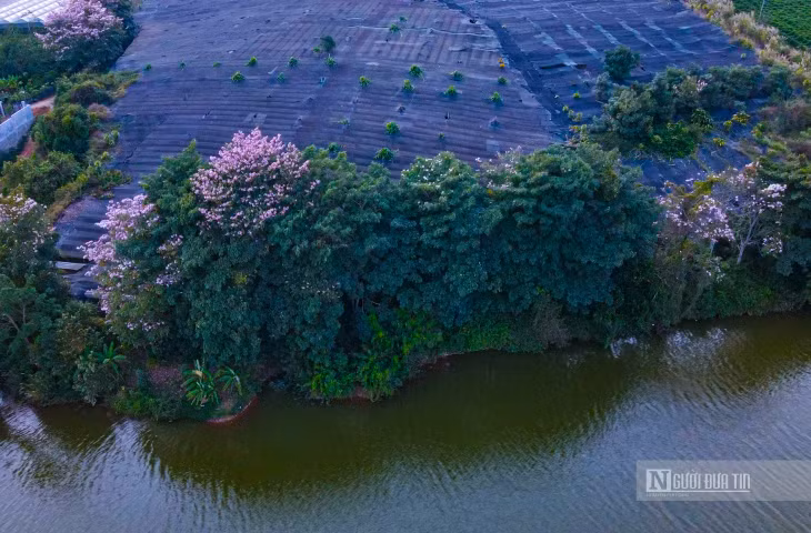 Những tuyến đường hoa kèn hồng như: Lý Thái Tổ, Bùi Thị Xuân, Kim Đồng, Nguyễn Công Trứ, Quốc lộ 20, Lý Thường Kiệt, khu vực hồ Nam Phương…