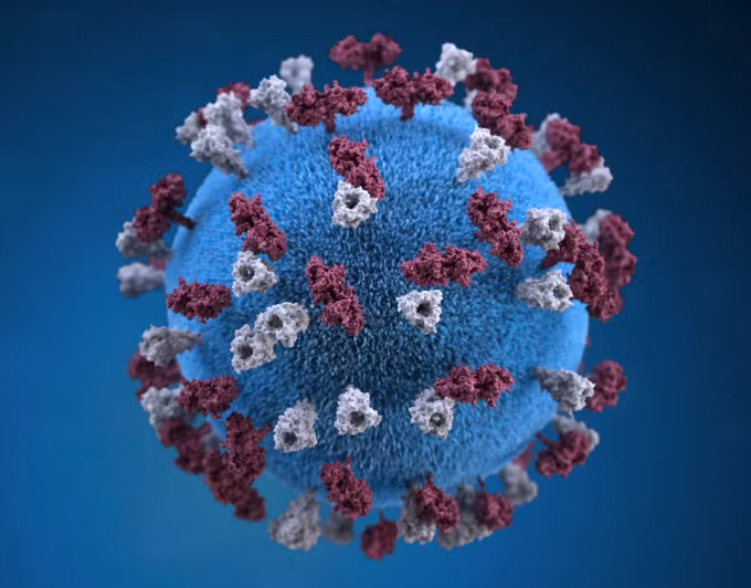 Virus sởi được minh họa dưới dạng 3D. Ảnh: Alissa Eckert