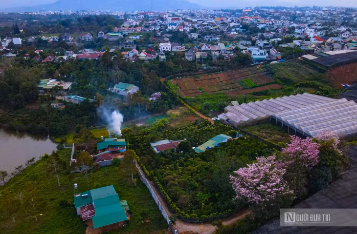 Do thích nghi với khí hậu nóng nên hoa kèn hồng được trồng ở nhiều nước có khí hậu nhiệt đới.