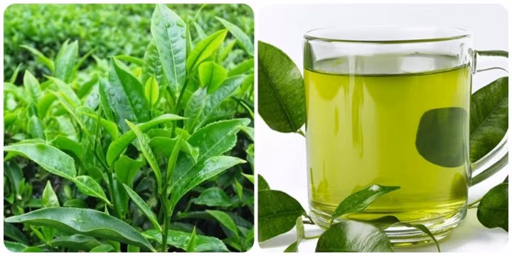 Uống trà xanh tươi mỗi ngày có tốt không? ảnh 1