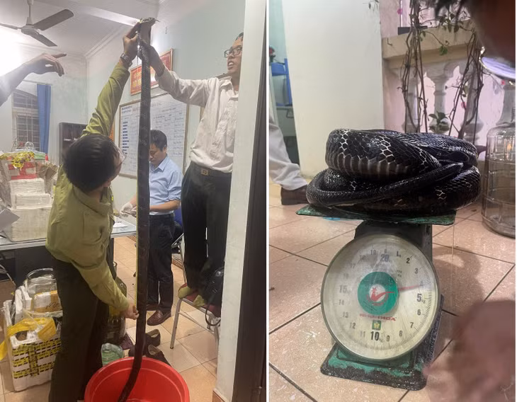 Lực lượng chức năng xác định kích thước và trọng lượng các cá thể rắn hổ chúa.