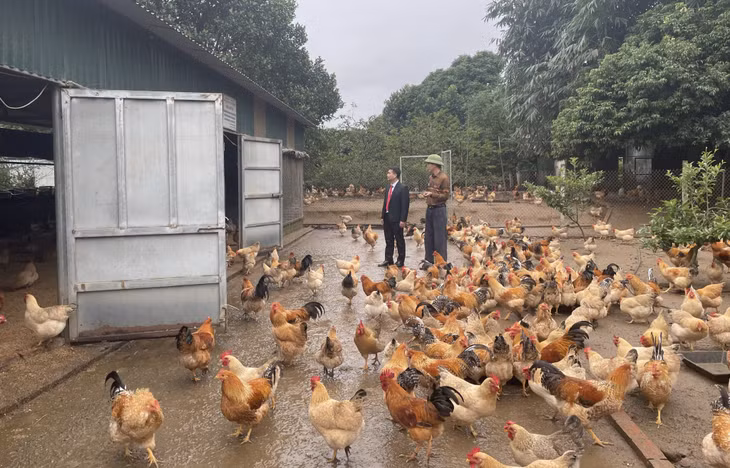 Mô hình chăn nuôi gà Tiên Yên của ông Hoàng Văn Cường (thôn Hà Giàn, xã Đông Ngũ, huyện Tiên Yên) cho hiệu quả kinh tế cao.