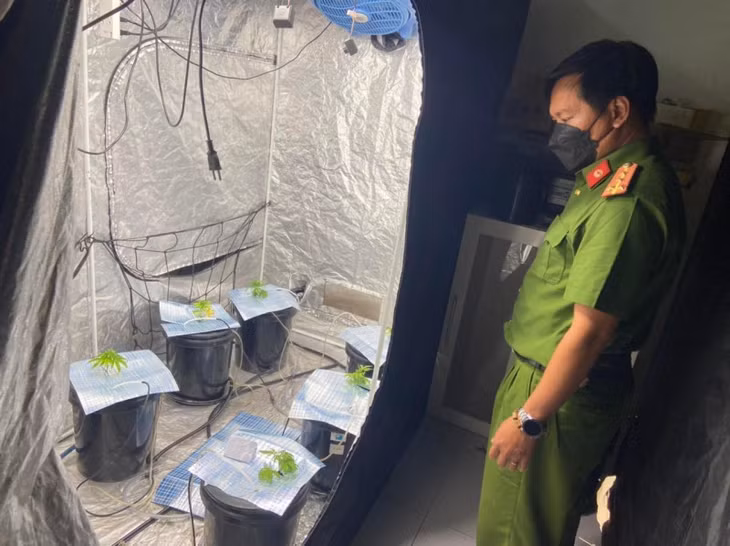 Công an quận Sơn Trà phát hiện 2 người nước ngoài trồng nhiều cây, cùng nhiều dụng cụ, thảo mộc sấy khô nghi là cần sa ngay trong căn hộ.