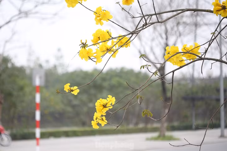 Một khu đô thị ở Hà Đông cũng trồng khá nhiều loại hoa này.
