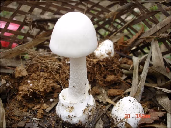 Nấm độc tán trắng (Amanita verna). Ảnh: Hoàng Công Minh