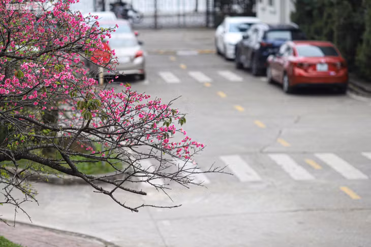 Ngắm hoa anh đào Nhật Bản khoe sắc ở Hà Nội ảnh 6