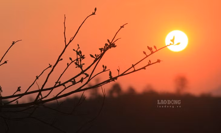 Dưới ánh mặt trời, những nụ ban cuộn tròn sẽ bung ra thành bông hoa 5 cánh sau một buổi sương đêm.