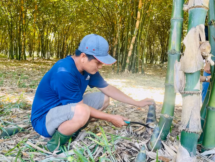 Thu hoạch măng tre tứ quý