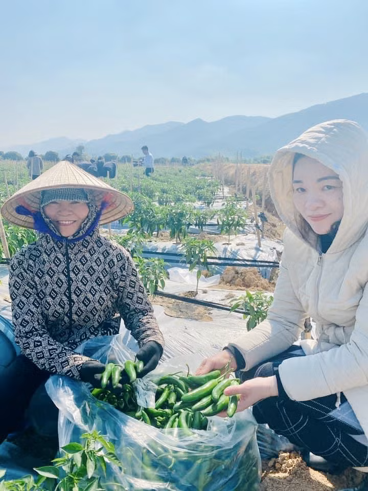 Toàn bộ ớt xanh của người dân xã Bình Khê được Công ty TNHH Han Nông thu mua cung cấp cho Công ty TNHH MTV F-ONE GLOBAL FOODS chế biến, xuất khẩu sang nước ngoài.