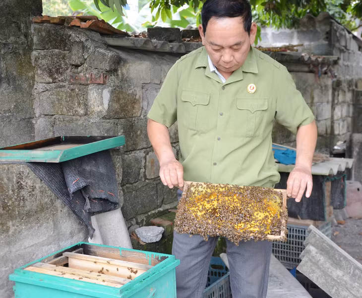 CCB Trần Đình Hưng phát triển mô hình nuôi ong lấy mật, cho hiệu quả kinh tế cao.