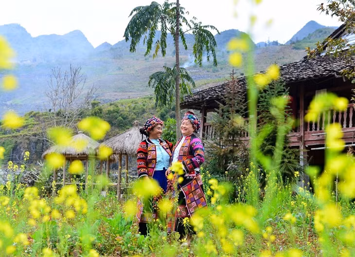 Những người phụ nữ dân tộc Lô Lô (Mèo Vạc, Hà Giang) chụp ảnh cùng hoa cải vàng