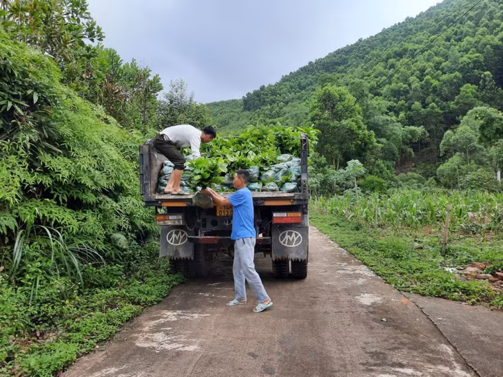 Người dân thôn Pạc Sủi, xã Yên Than (huyện Tiên Yên) hưởng ứng trồng cây gỗ lớn.