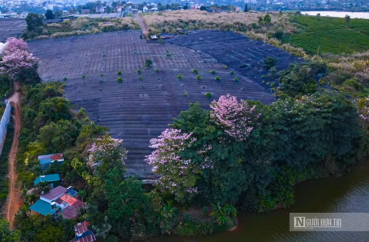 Hoa kèn hồng ở Tp.Bảo Lộc đã quá quen thuộc với người dân địa phương, do được trồng khá nhiều trên đường phố.