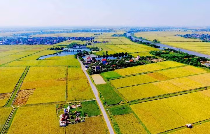 Luật Đất đai (sửa đổi) không còn hạn chế tổ chức, hộ gia đình, cá nhân không trực tiếp sản xuất nông nghiệp nhận chuyển nhượng quyền sử dụng đất trồng lúa. (Ảnh minh họa)