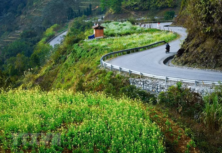 Những vạt nương cải nở rực ven các con đường đèo uốn lượn vùng cao nguyên đá