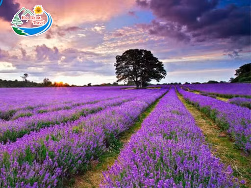 Du lịch Đà Lạt ngàn hoa giá siêu rẻ cùng Hoa Dalat Travel&nbsp; ảnh 4