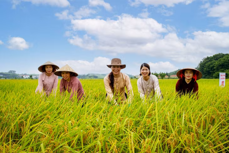 Người dân xã Đường Hoa (huyện Hải Hà) phát triển mô hình trồng lúa chất lượng cao Japonica.
