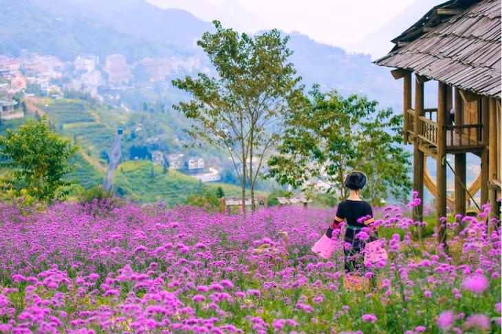 Cánh đồng hoa mã tiên thảo năm nay có cả khu tạo hình ruộng bậc thang, hài hòa với cảnh sắc nùi rừng Hoàng Liên hùng vĩ. Để tận hưởng trọn vẹn mùa hoa ở Fansipan, du khách đừng ngần ngại men theo những con đường có đá trái tim, để dạo bộ xuyên giữa cánh đồng hoa.