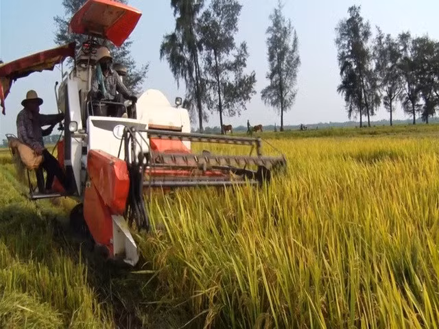 Sản xuất lúa đạt nhiều thắng lợi - Ảnh 2.