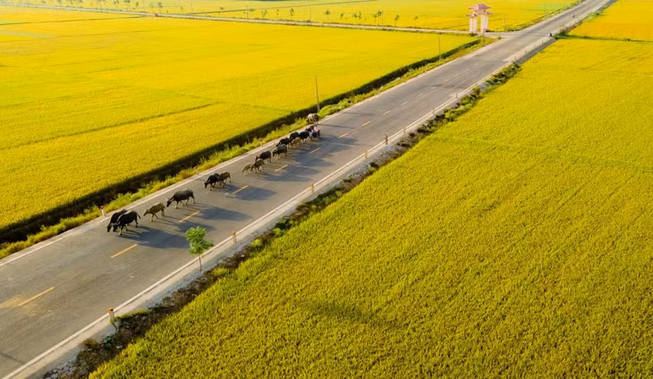 Cảnh sắc yên bình của vùng quê xứ Huế. Ảnh: Hoàng Lê